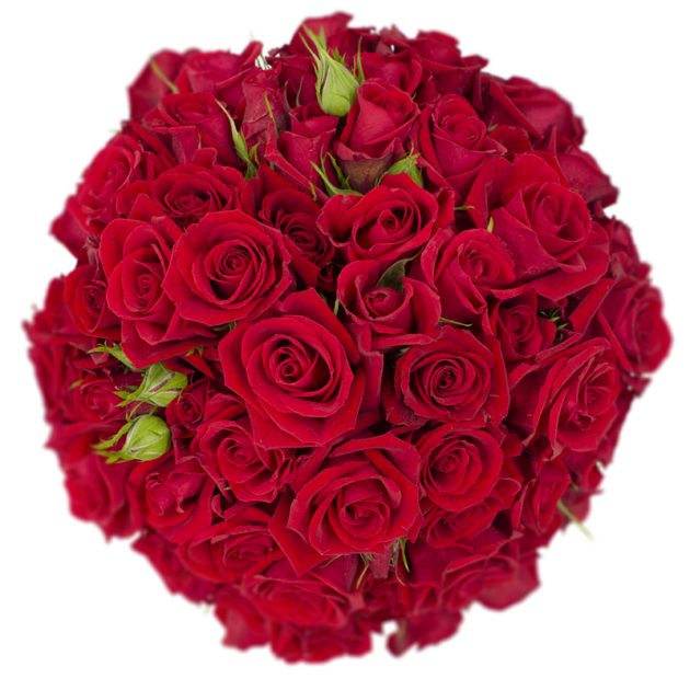 Spray Rose Red Scarlet Mimi Alma