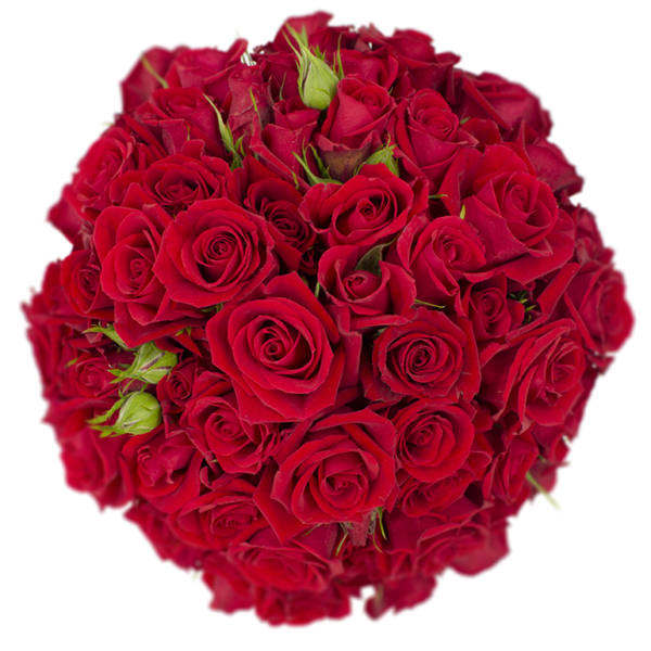 Spray Rose Red Scarlet Mimi Alma
