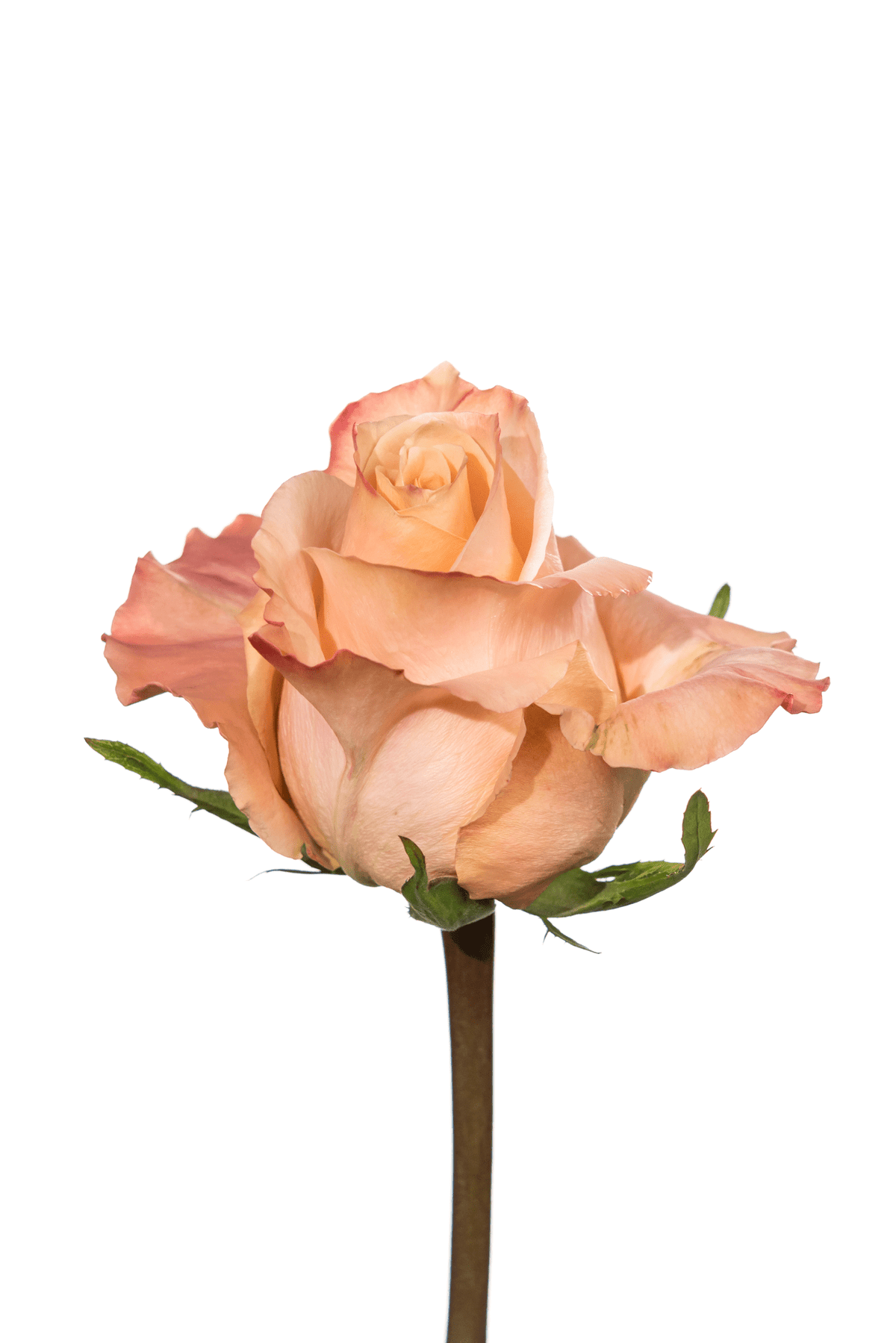 Rose Peach Shimmer Royal Flowers