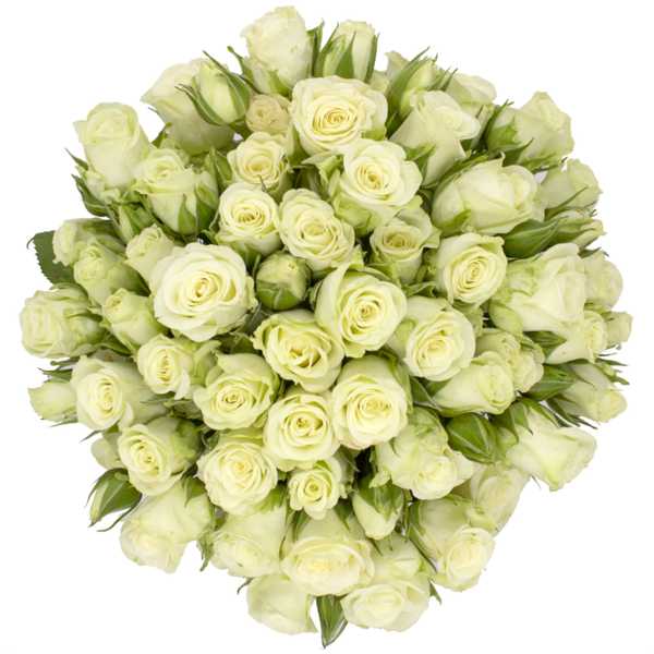 Spray Rose White Snowflake Alma