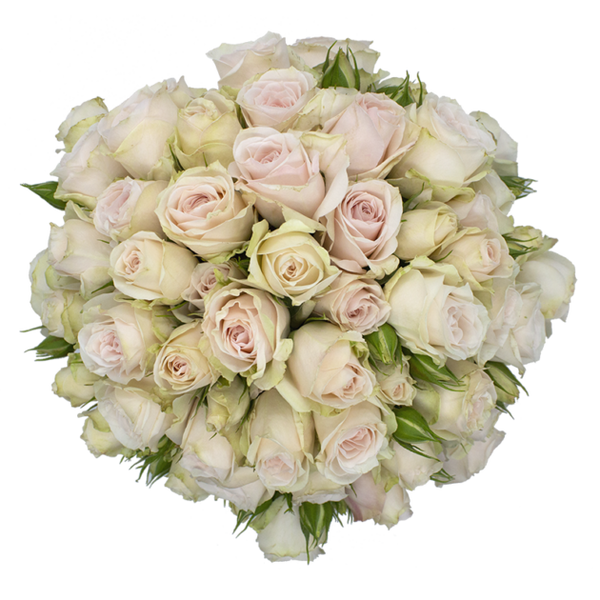 Spray Rose Pink Soft Pink Folies Alma