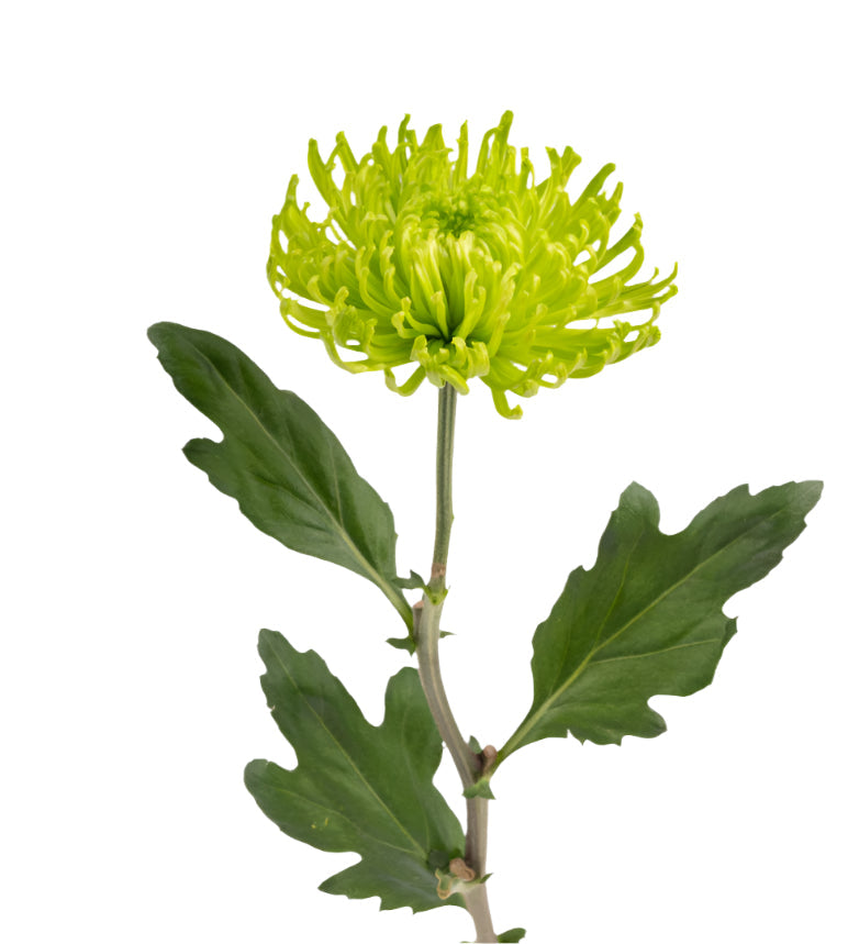 Chrysanthemum Bloom Green Anastasia Elite
