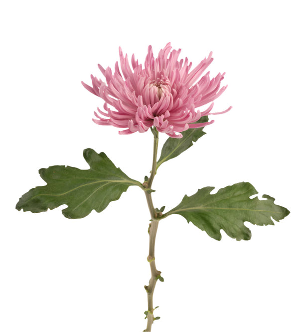 Chrysanthemum Bloom Pink Anastasia Elite