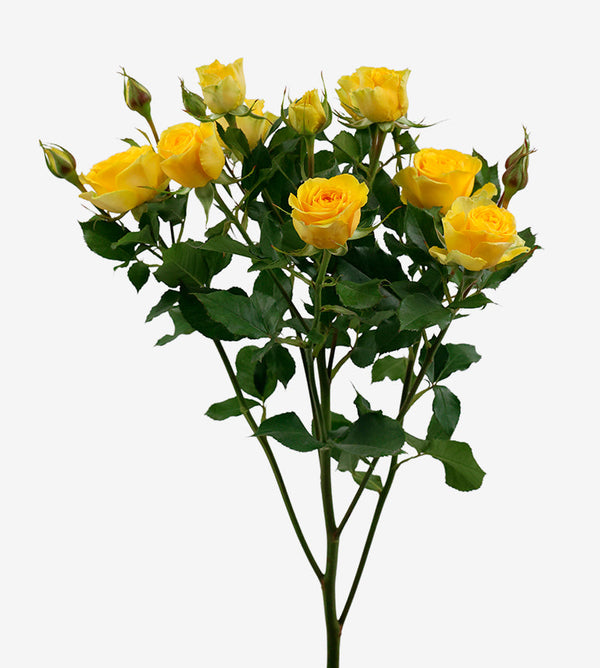 Spray Rose Brilliant Stars Yellow Wayuu Colombia