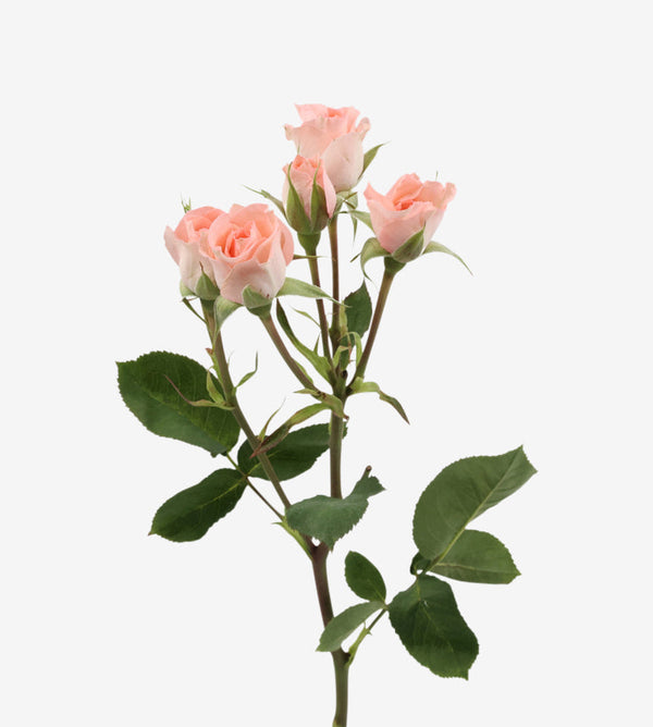 Spray Rose Elegant Rosever Pink Wayuu  Colombia