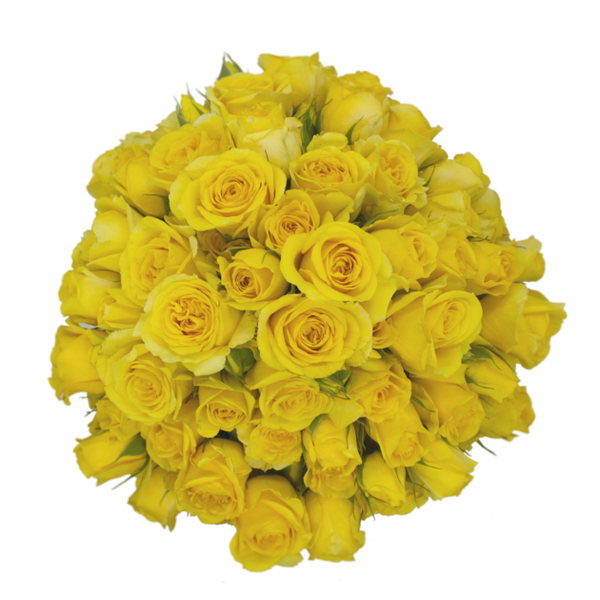 Spray Rose Yellow Sun City Alma