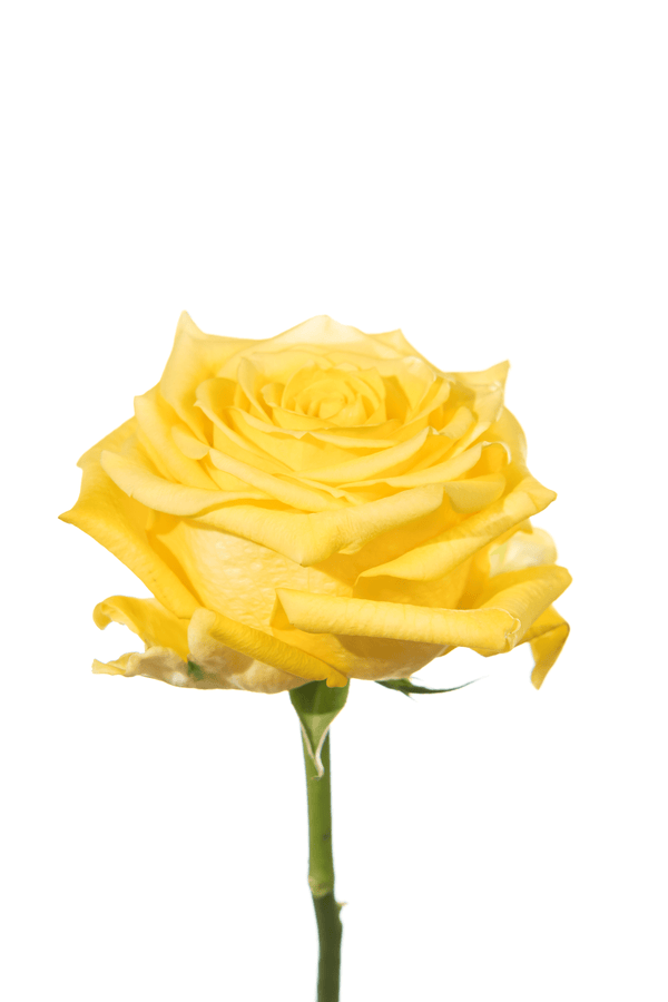 Rose Yellow Supersun Royal Flowers