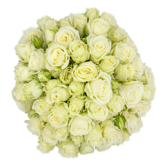 Spray Rose White Sweet Dreams Alma