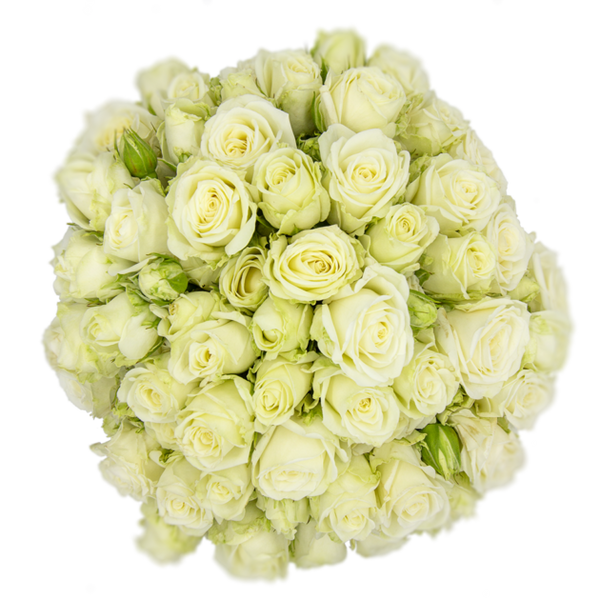 Spray Rose White Sweet Dreams Alma