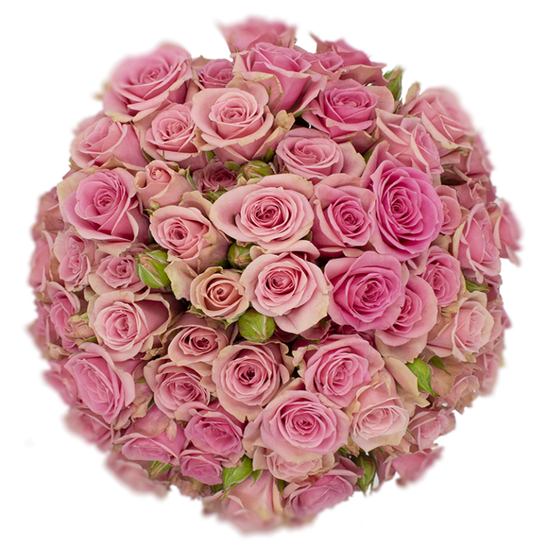 Spray Rose Pink Sweet Sensation Alma