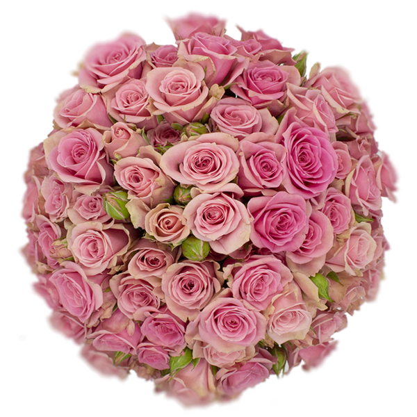 Spray Rose Pink Sweet Sensation Alma