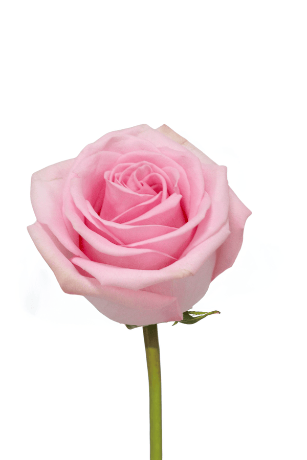 Rose Pink Sweet Cake Royal Flowers