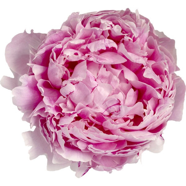 Peony Pink Sarah Bernhardt Naylors