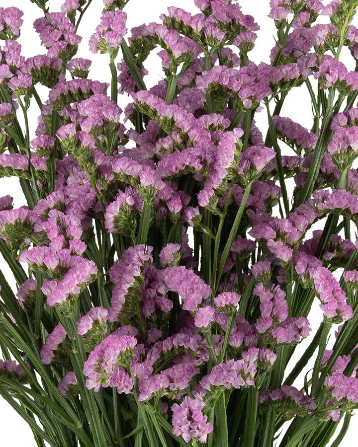 Statice Pink Fantasia Wings Blooming