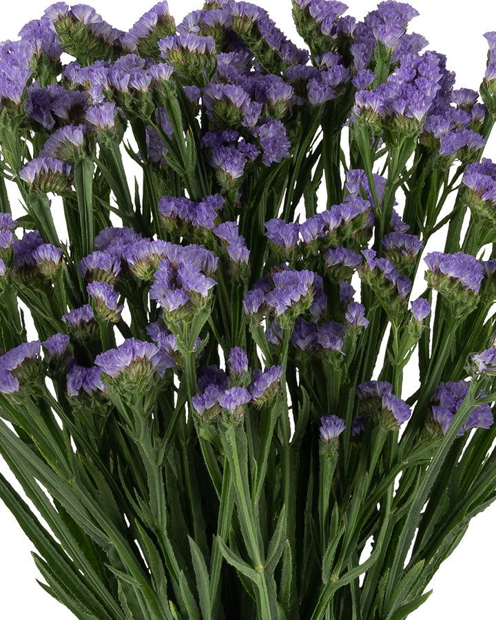 Statice Lavender Happy Wings Blooming