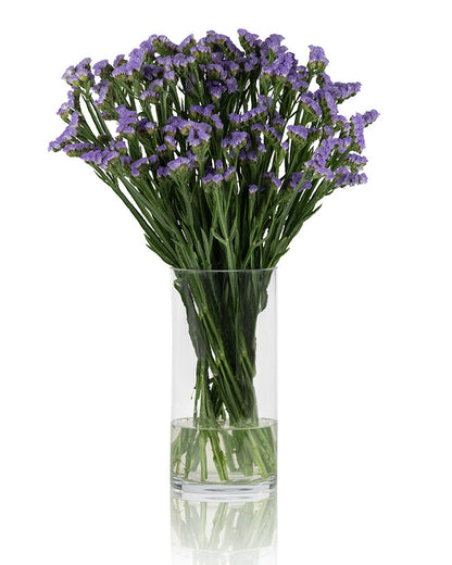 Statice Lavender Happy Wings Blooming