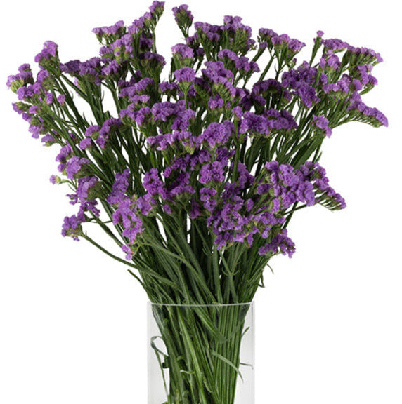 Statice Purple Pippa Wings Blooming