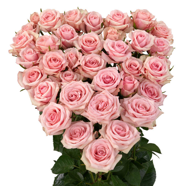 Spray Rose Pink Sweet Porcelina VP Gorge