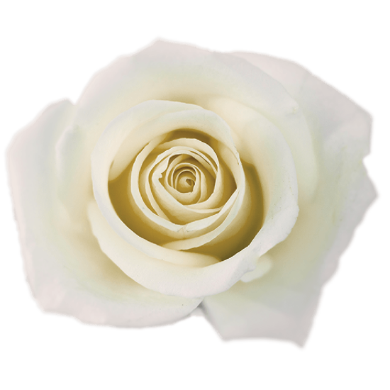 Rose White Tibet Bella Rosa