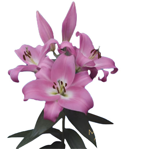 Lily Pink Oriental Premium Tabledance Moerman