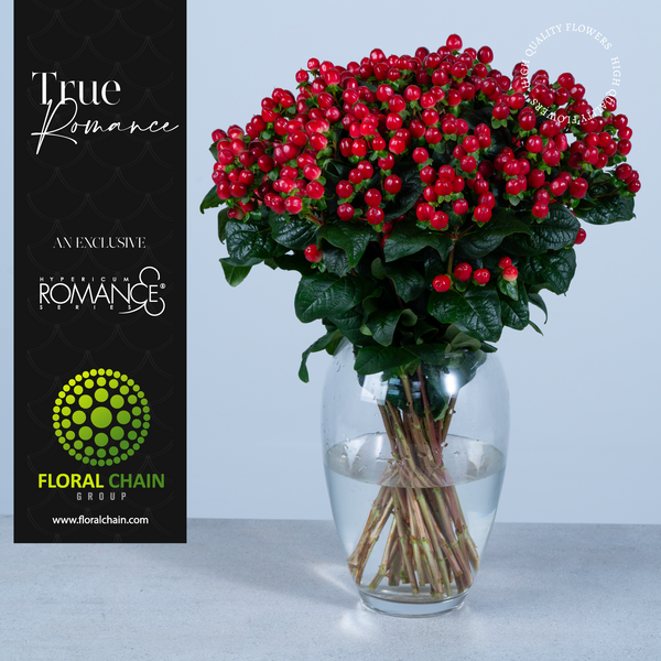 Hypericum Spray Red True Romance Floral Chain