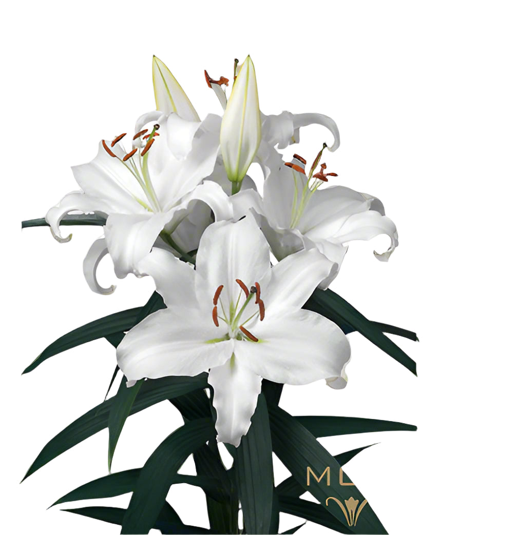 Lily White Oriental Premium Universe Moerman