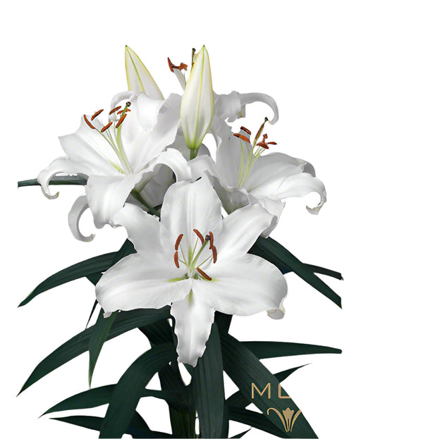 Lily White Oriental Premium Universe Moerman