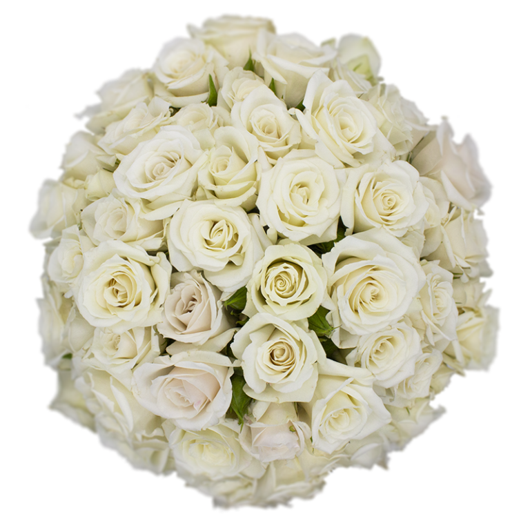 Spray Rose White Majolica Alma