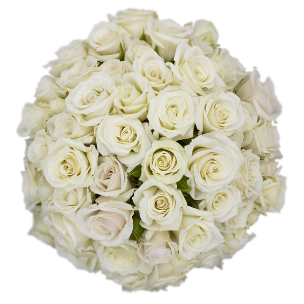 Spray Rose White Majolica Alma