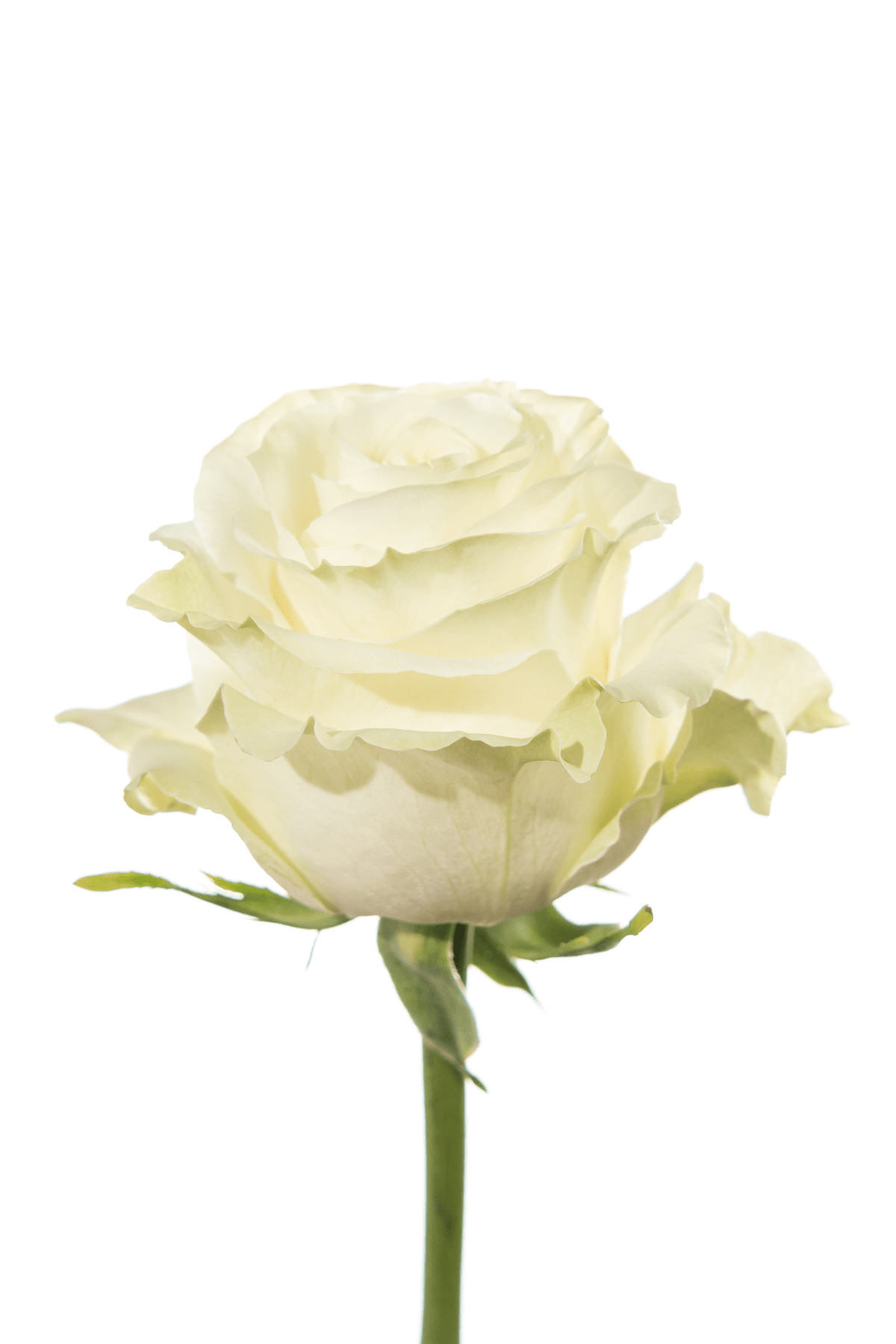 Rose White Mondial Royal Flowers