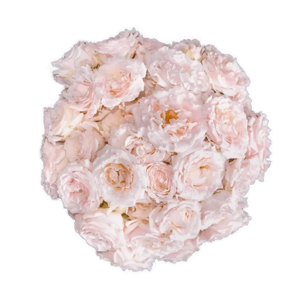 Spray Rose Pink Wedding Rosever Alma