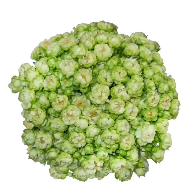 Spray Rose Green Gypsy Rose Kiwi Alma