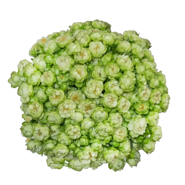Spray Rose Green Gypsy Rose Kiwi Alma