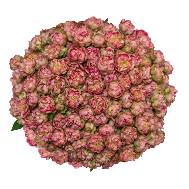 Spray Rose Pink Gypsy Rose Cherry Alma
