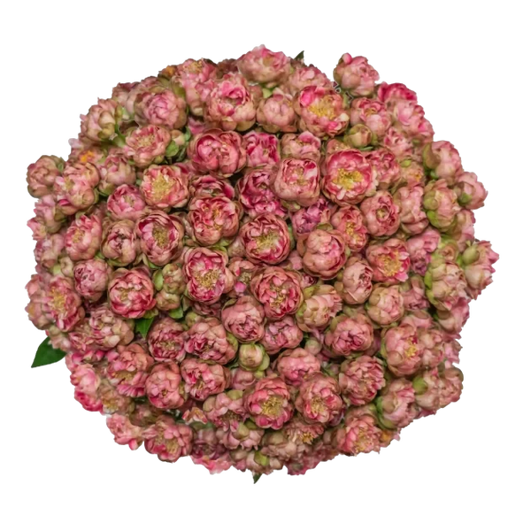 Spray Rose Pink Gypsy Rose Cherry Alma