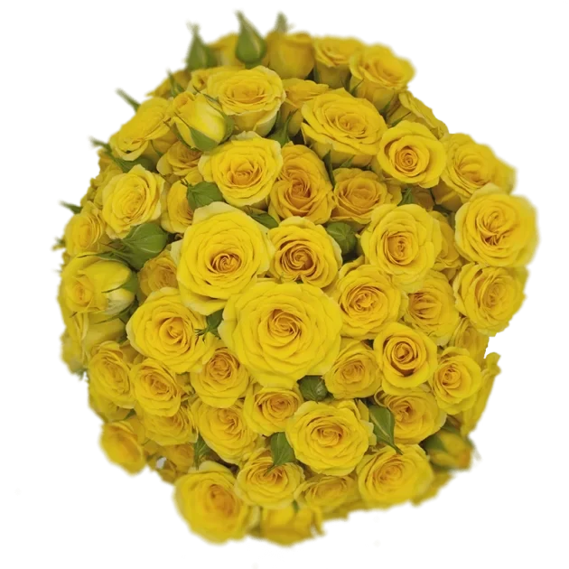 Spray Rose Yellow Yellow Babe Alma