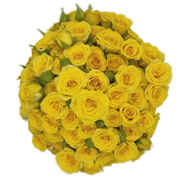 Spray Rose Yellow Yellow Babe Alma