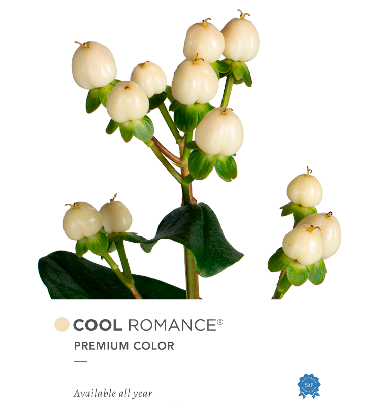 Hypericum Single White Cool Romance Floral Chain