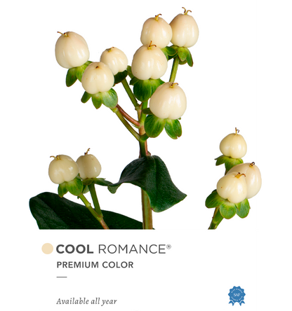 Hypericum Single White Cool Romance Floral Chain