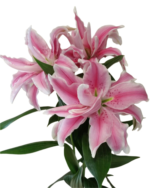 Special Offers Flowers British Oriental Lilies Multicolor by Poplar