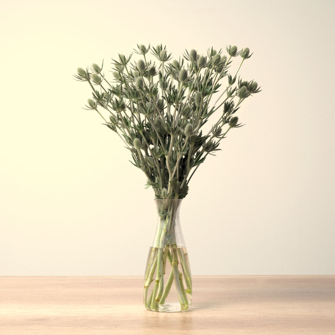 Eryngium White Dynamite Floral Chain