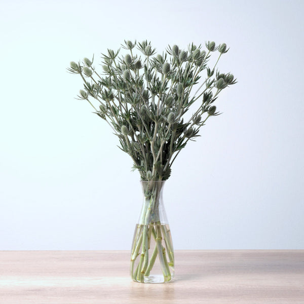 Eryngium White Dynamite Floral Chain