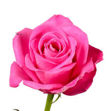 Rose Pink H3O FleurAfrica