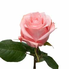 Rose Pink Be Sweet Agrinag