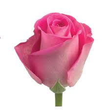 Rose Pink H3O FleurAfrica