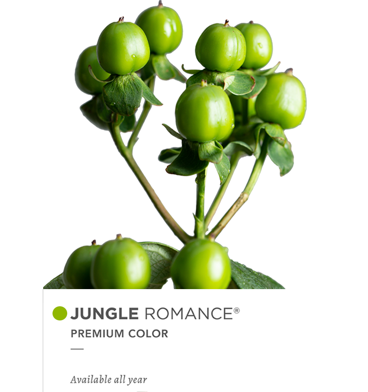 Hypericum Spray Green Jungle Romance Floral Chain