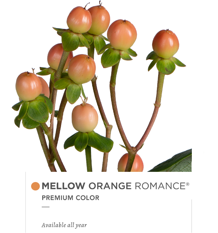 Hypericum Single Orange Mellow Orange Romance Floral Chain