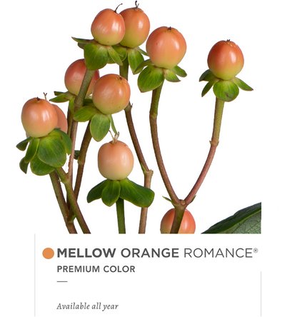 Hypericum Single Orange Mellow Orange Romance Floral Chain