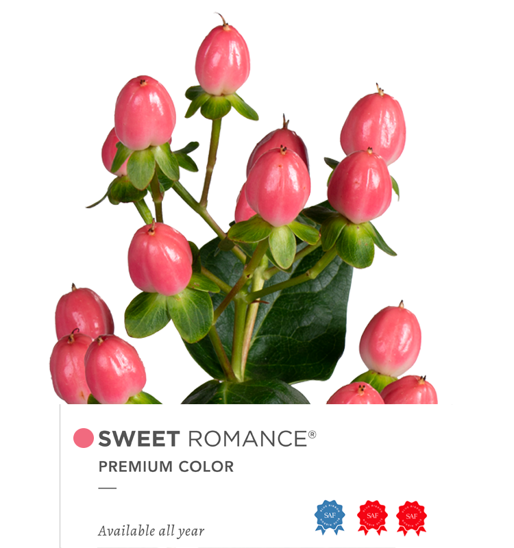 Hypericum Single Pink Sweet Romance Floral Chain
