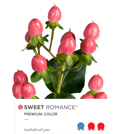 Hypericum Single Pink Sweet Romance Floral Chain